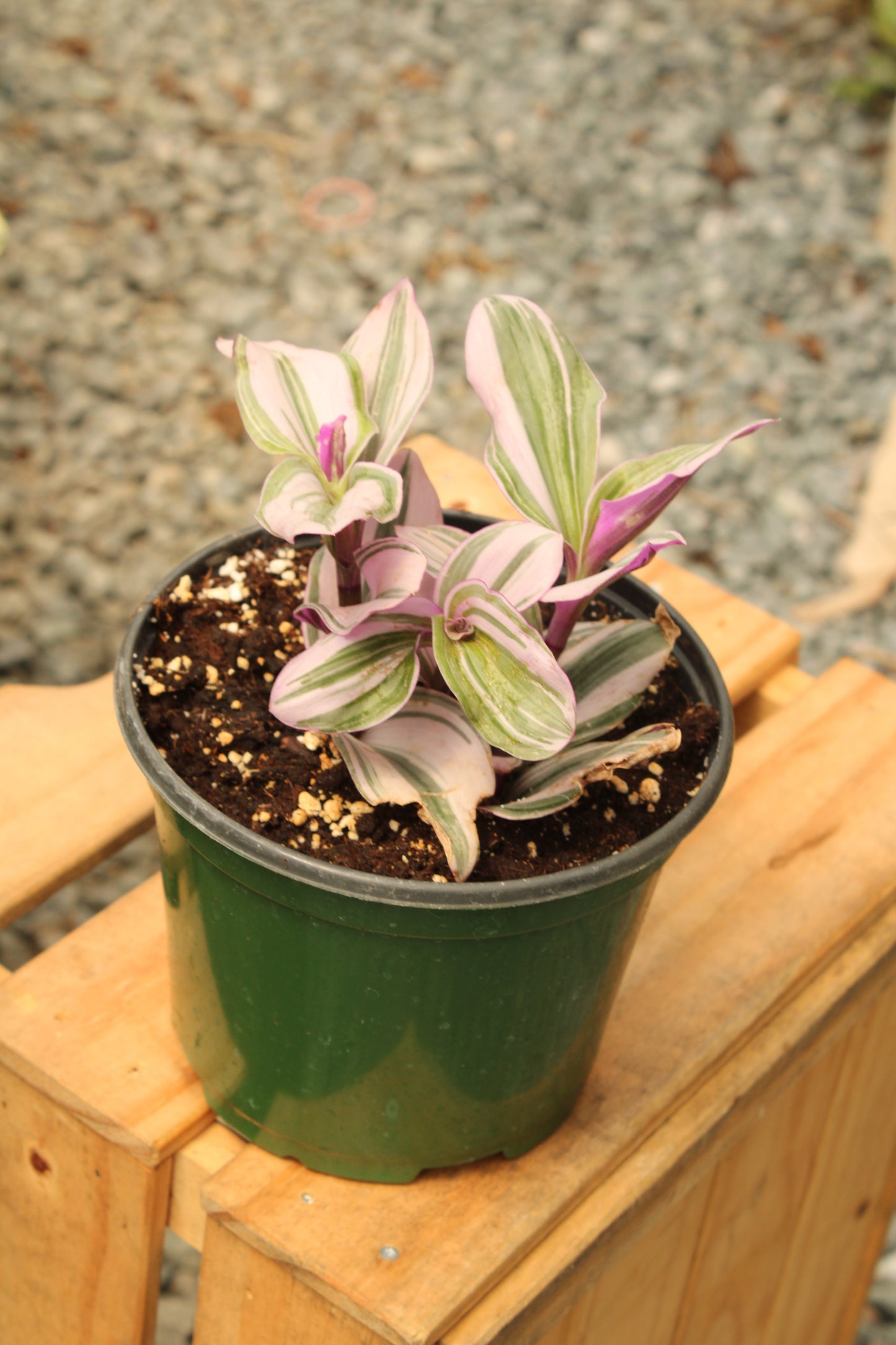 Nanouk Tradescantia