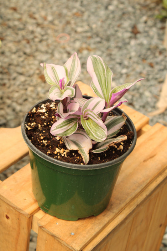 Nanouk Tradescantia