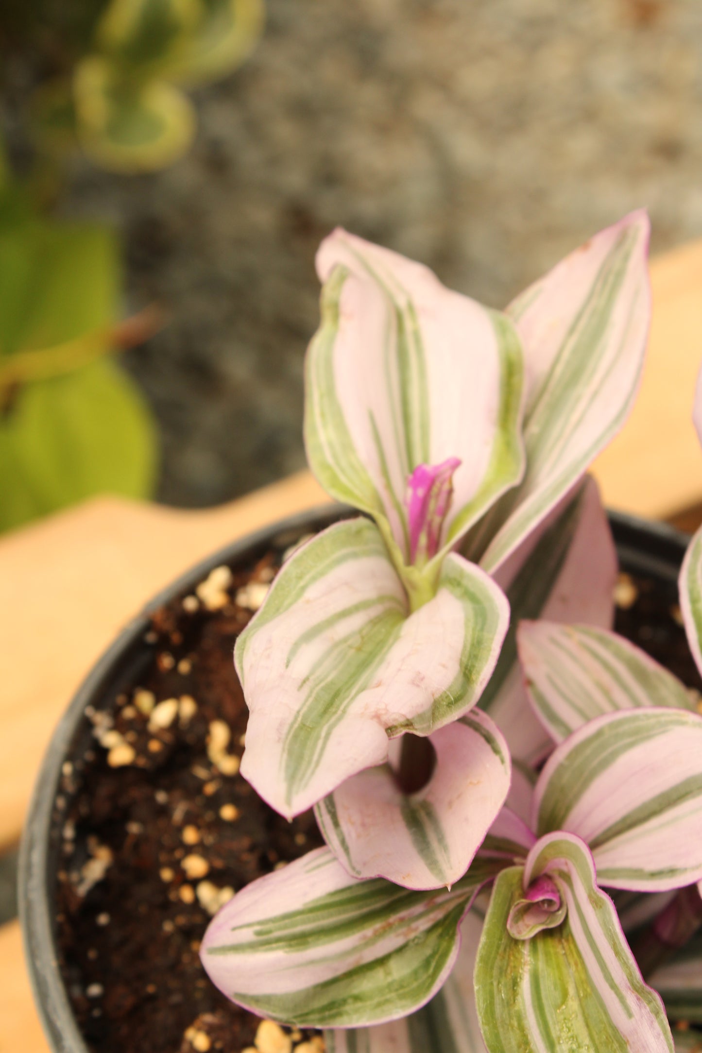 Nanouk Tradescantia