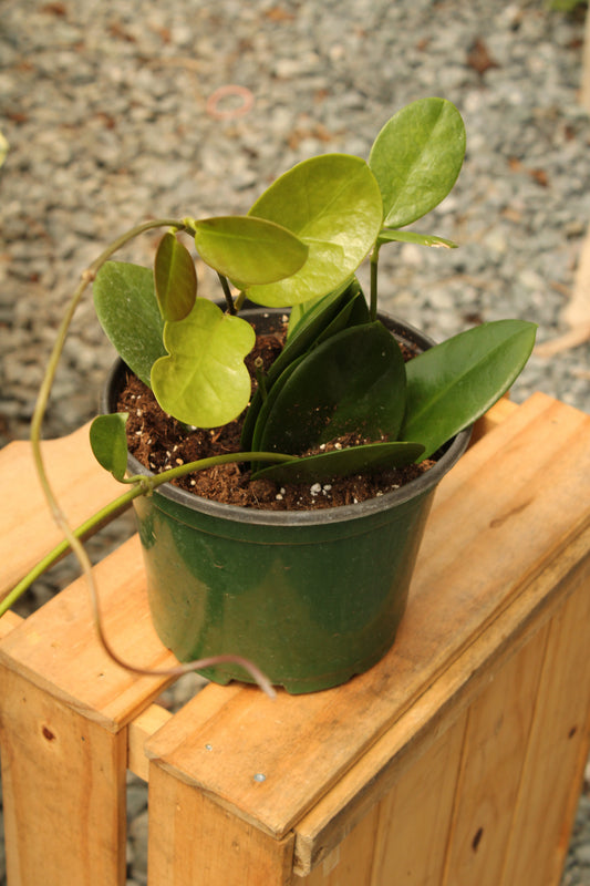 Hoya Australis
