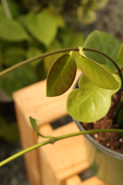 Hoya Australis
